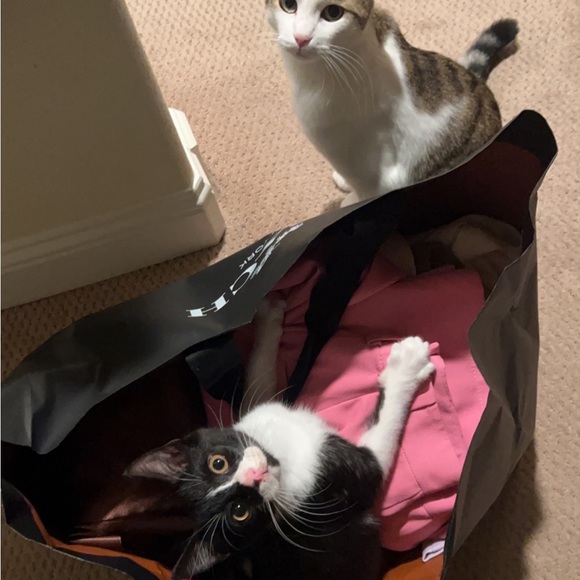 Meet your Posher, Raisa - Picture 1 of 1